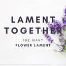 Seedlings - Lament Visual - Video Download